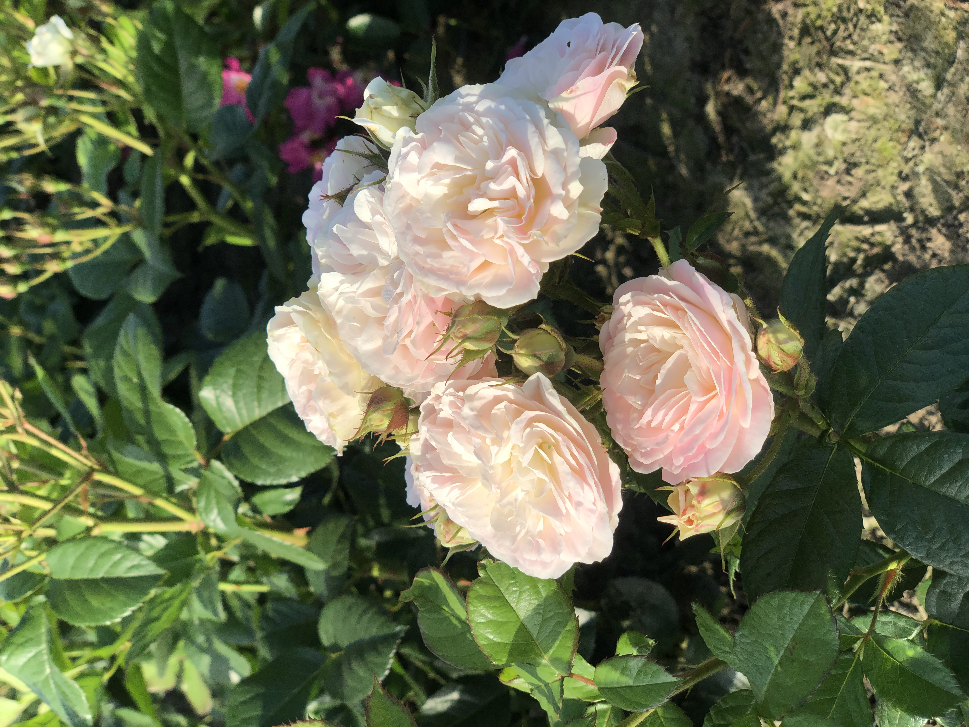 Rosa moschata 'Bouquet Parfait'